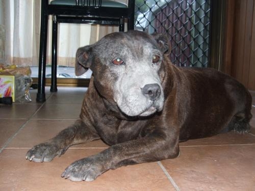 Karne -Staffordshire Bull Terrier.jpg